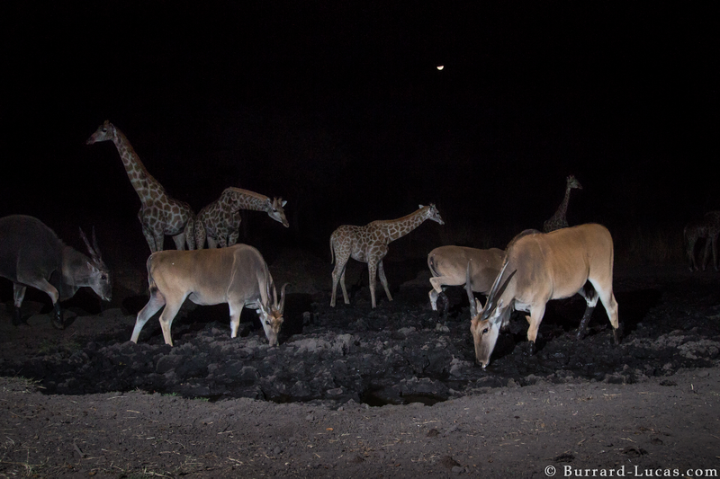 Many animals were active at night. Here, giraffes and antelope visit a watering hole. Credit: Will Burrard-Lucas/WWF-US.